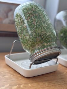 Mehr über den Artikel erfahren Wis­senshap­pen des Monats: Micro­greens & Sprossen- Kleine Pflanzen, viel Poten­zial – was sie wirk­lich für deine Ernährung leisten